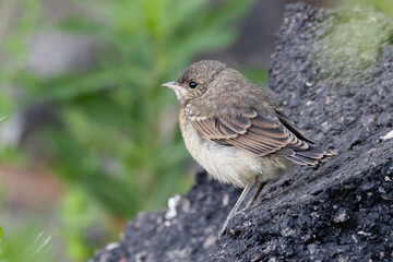northern wheatear