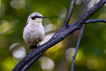 northern wheatear