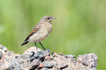 northern wheatear