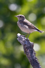 northern wheatear