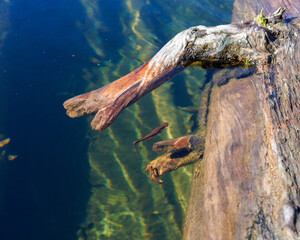 Newt swimming under dead tree