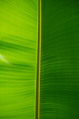 A natural green banana leaf texture