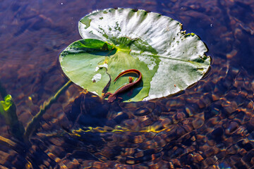 Wet lilypad with Newt