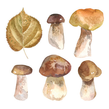 Collection of autumn forest watercolor edible mushrooms. Cep, Boletus, blueberries, lingonberries, yellow leaves, twigs. Botanical hand drawn illustration set. Isolated on white background.