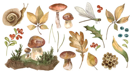 Watercolor forest set with mushrooms. Blueberries, lingonberries, fir cone, leaves, snail, grass, dragonfly, Christmas tree needles, autumn leaf, cranberry, moss. Hand painted on white background.