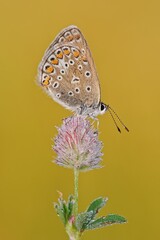 butterfly on flower