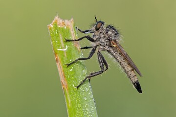 rubberfly