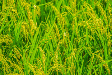 仙台平野の田園