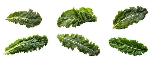 Fresh organic green Kale leaf set transparent png background. Kale leaves png bundle