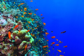 Fototapeta na wymiar Beautiful orange, red and purple tropical fish on the healthy colorful underwater coral reef. Deep blue background, marine life, underwater photography. Tropical fish and corals. 