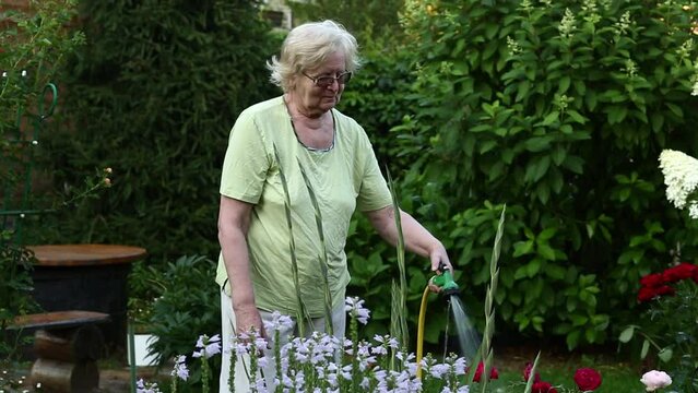 pensioner blond woman with water can watering red roses on beautiful garden background close