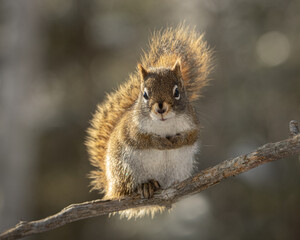 squirrel on a branch