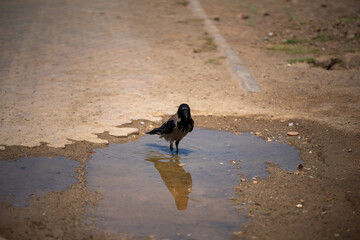 crow on the beach looking