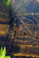 Newt surfacing in lake