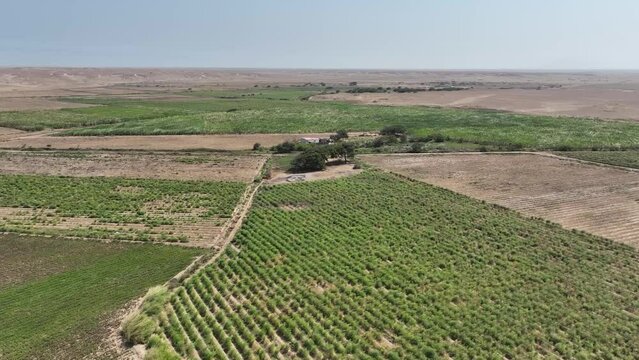 Aerial view of asparagus field in the desert. Peru. Farm fields in trouble.
