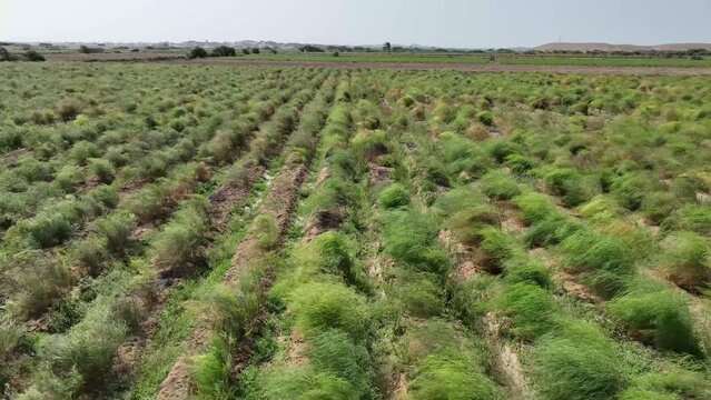 Aerial view of asparagus field in the desert. Peru. Farm fields in trouble.