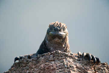 Marine iguana (Amblyrhynchus cristatus) on Santa Cruz Island in Galapagos Islands National Park;...