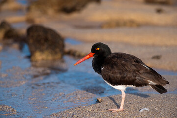 American oystercatcher (Haematopus palliatus) on the shore of Santa Cruz Island in Galapagos...
