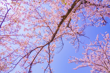 大岡川プロムナードの桜