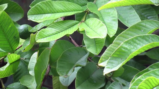 Beautiful shot of green fresh guava tree leaves during light rain showers. Beautiful nature. Cinematic shot of green leaves during rainfall with small water droplets on leaves. - HD footage - 30 fps -