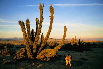Gray fox (Vulpes cinereoargenteus), birds and cacti in the Atacama Desert landscape of Chile at...