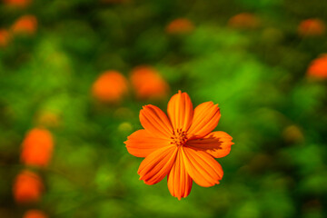 キバナコスモスのイメージ