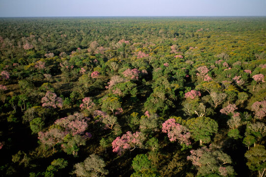Aerial view of a pink trumpet tree (Tabebuia heterophylla) forest; Pantanal, Brazil