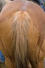 Close-up of horse tail and rear with water dripping down its body; Sixty Lake Basin, California,...