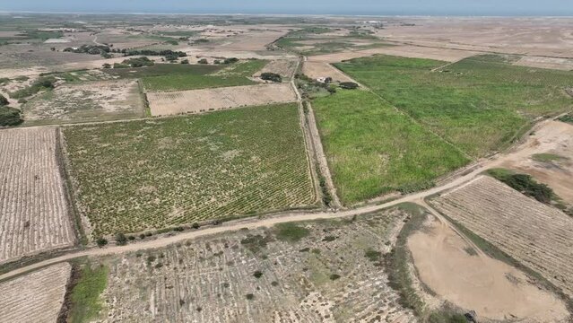 Aerial view of asparagus field in the desert. Peru. Farm fields in trouble.