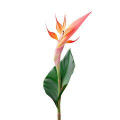 Obraz premium Heliconia flower in bloom on transparent background