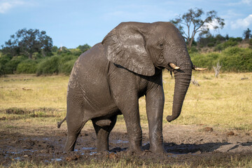 Fototapeta na wymiar Portrait of African bush elephant (Loxodonta africana) covered in mud, standing on muddy ground on the savannah in Chobe National Park; Chobe, Botswana