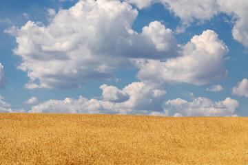Summer landscape - blue sky and wheat field