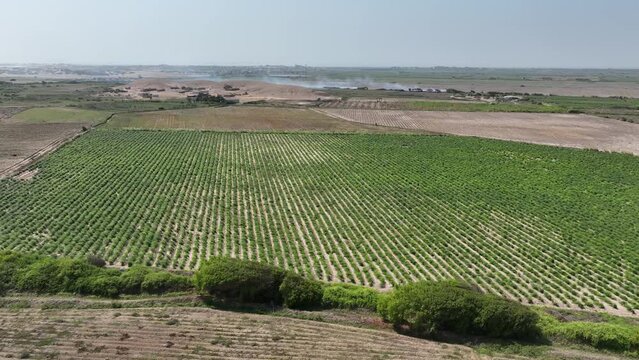 Aerial view of asparagus field in the desert. Peru. Farm fields in trouble.