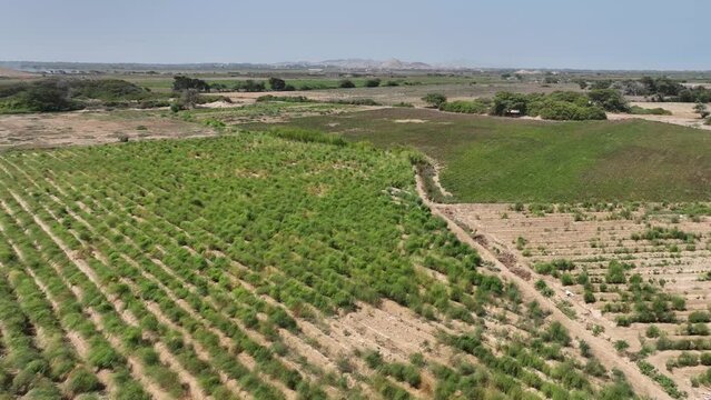 Aerial view of asparagus field in the desert. Peru. Farm fields in trouble.
