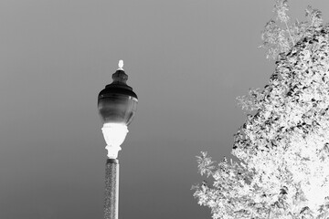 Fototapeta na wymiar A typical street lamppost standing in the park in a black and white negative.