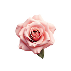 Gorgeous pink rose bloom suitable for wallpaper or background