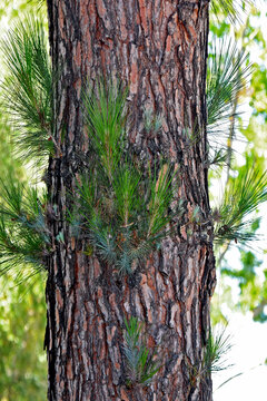 Suckers on pine tree trunk are usually a sign of stress.