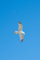 seagull in flight