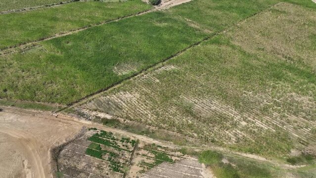 Aerial view of asparagus field in the desert. Peru. Farm fields in trouble.