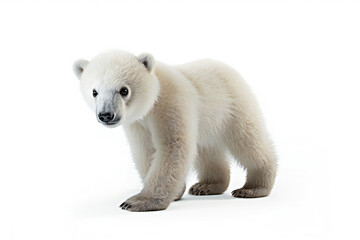 Polar bear cub isolated on a white background, studio shot