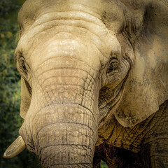close-up portrait of an elephant standing in the forest