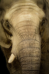 vertical close-up of an elephant on a black background