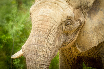 close-up of an elefant in the forest with one ivory tusk