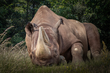 close-up of a rhino laying in grass