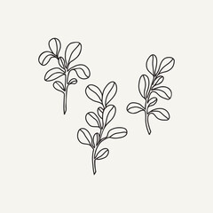 Line art purslane branch collection