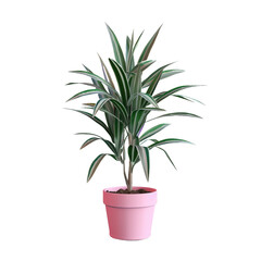 Dracaena reflexa a plant native to Indian Ocean islands is popular as an ornamental and houseplant