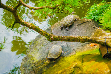 ミドリガメのイメージ