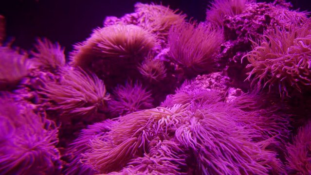 close-up, red algae in neon light, relevant background for text or techno music