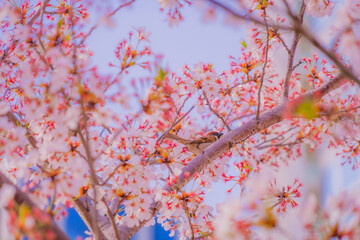 桜と雀（すずめ）