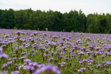 Side view of purple agricultural field of Phacelia tanacetifolia (also known as lacy phacelia, blue tansy or purple tansy) flowers in the evening. Soft focus. Copy space. Beauty in nature theme.